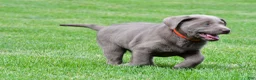 Labrador Retriever dogs for sale: Skittles - Ad 10