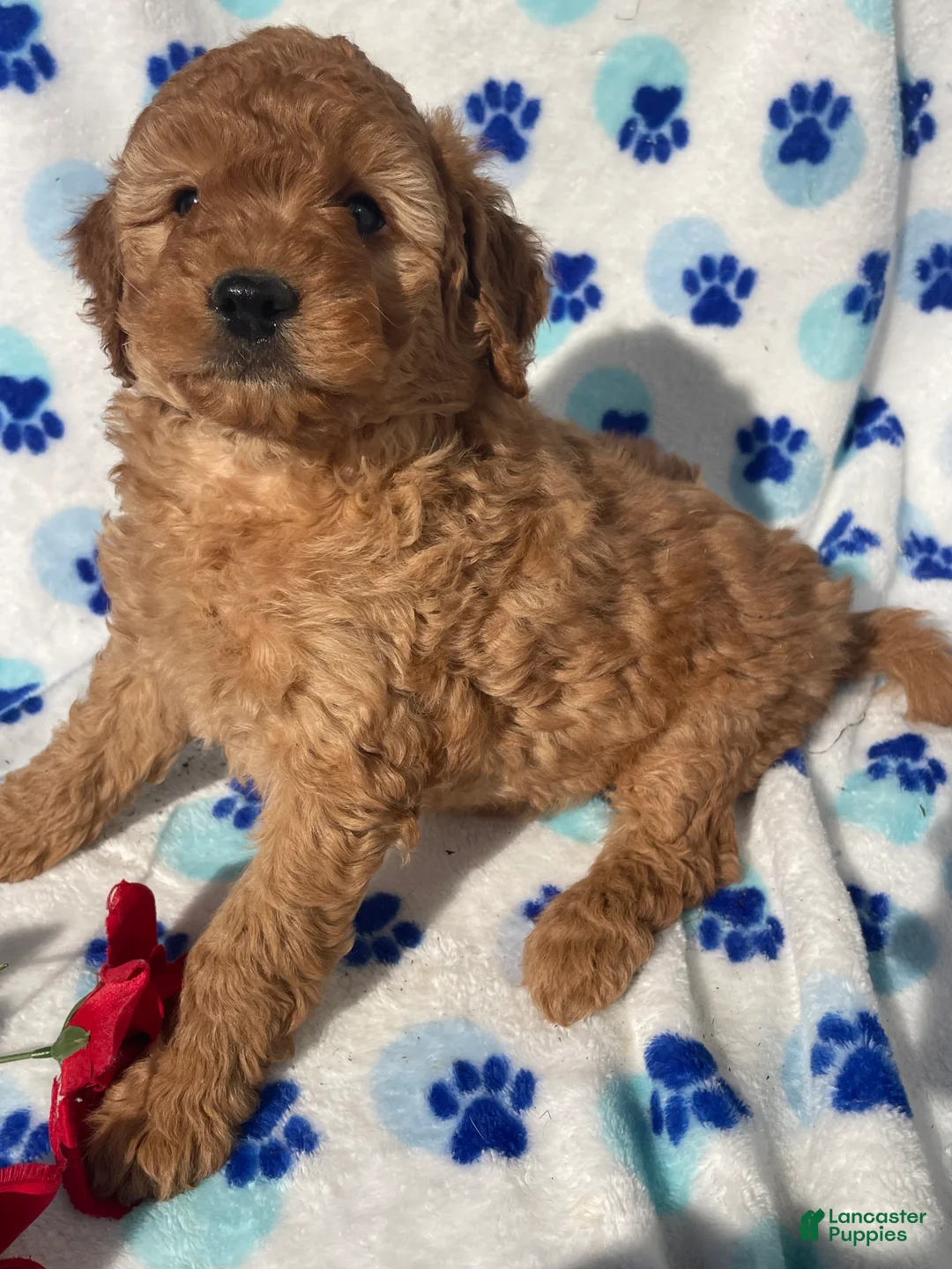 Mini Goldendoodle dogs for sale: Misty - Ad 4