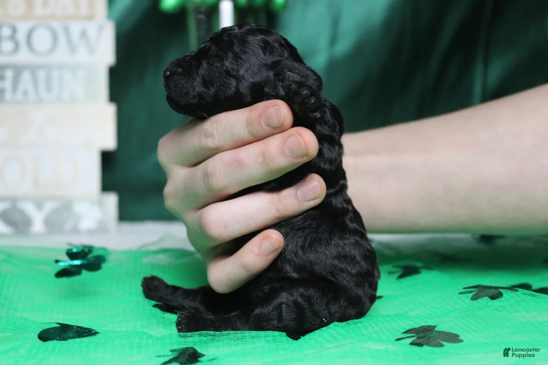 Toy Poodle dogs for sale: Ella  - Ad 7