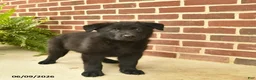 German Shepherd dogs for sale: Bobby - Ad 5
