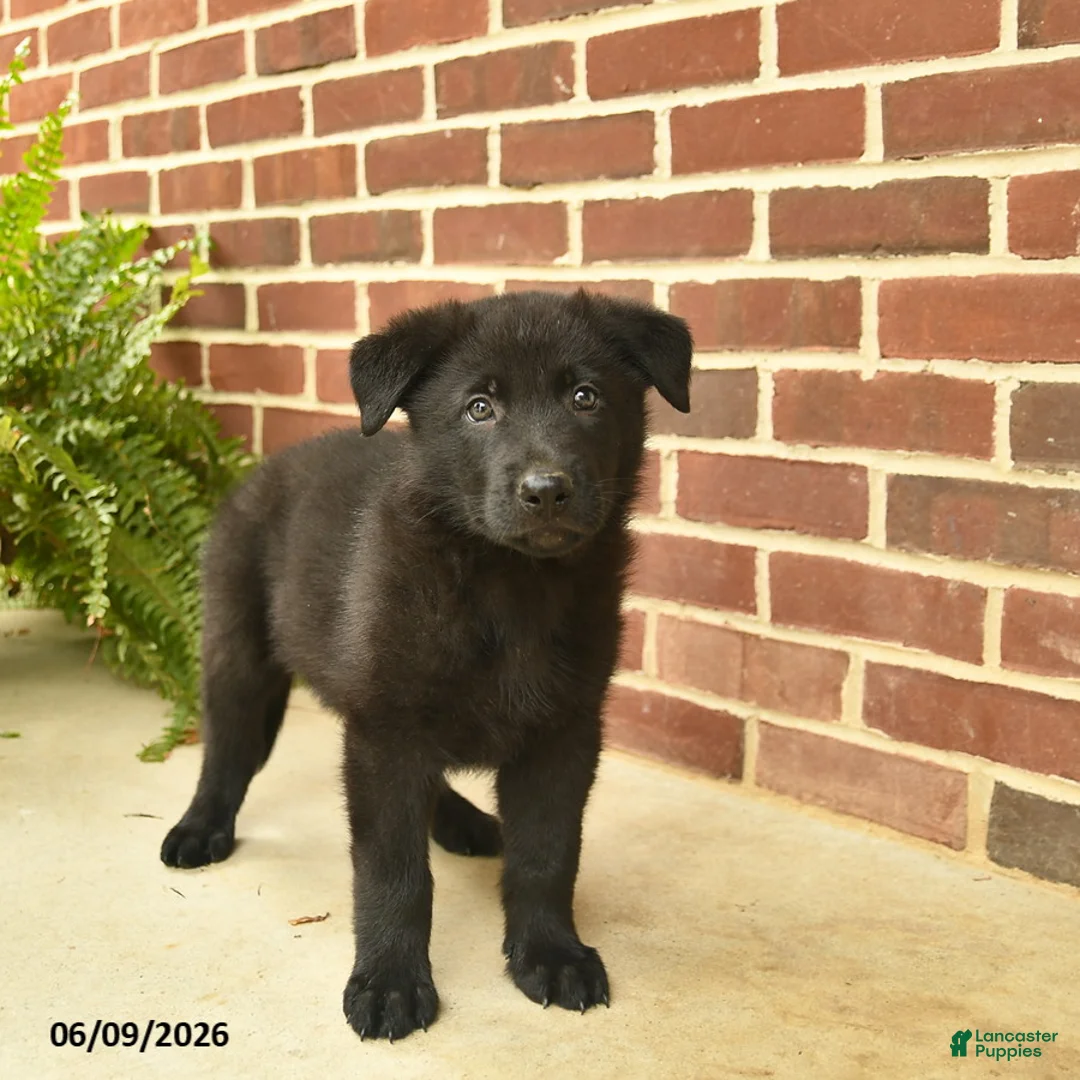 German Shepherd dogs for sale: Bobby - Ad 5