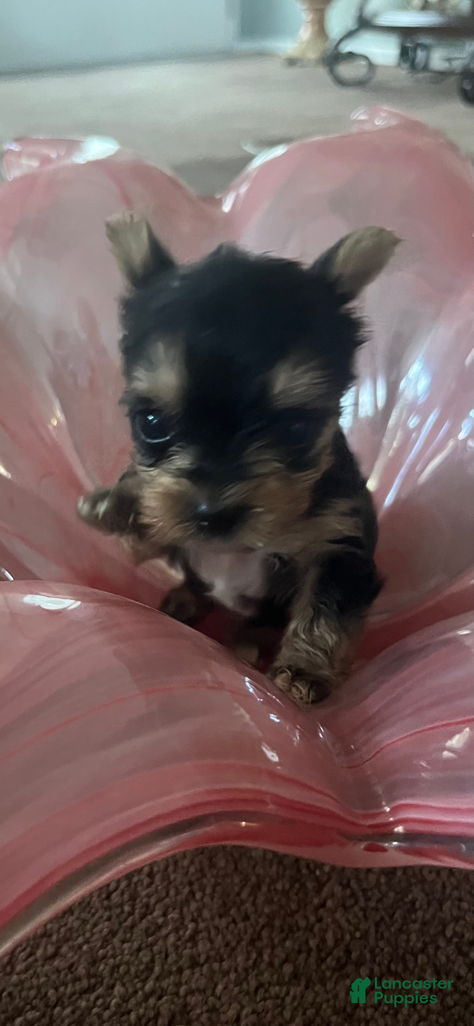 Yorkshire Terrier dogs for sale: Yorkshire Terrier 2 - Ad 3