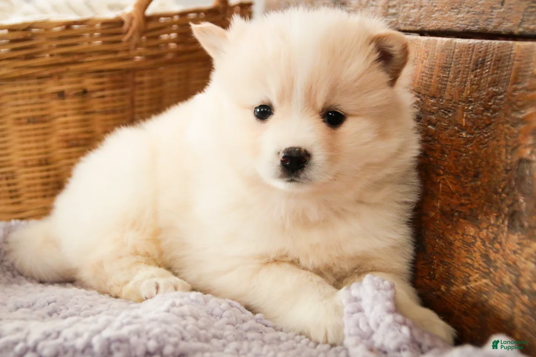 Pomsky dogs for sale: Sage - Ad 4