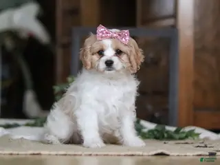 Cavapoo dogs for sale: Robin - Ad 2