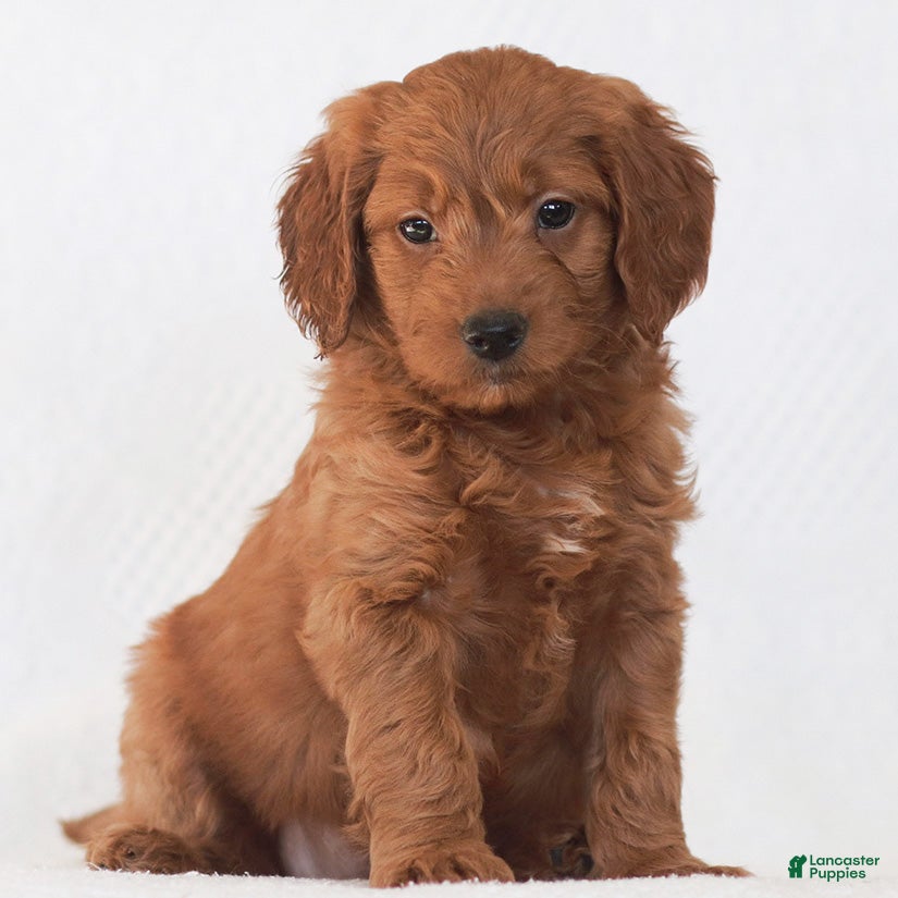 Mini Goldendoodle dogs Robin - Ad 16