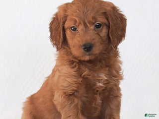 Mini Goldendoodle dogs Robin - Ad 16