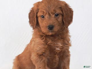 Mini Goldendoodle dogs Robin - Ad 16