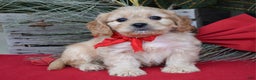 Cavachon dogs for sale: Corbin - Ad 5