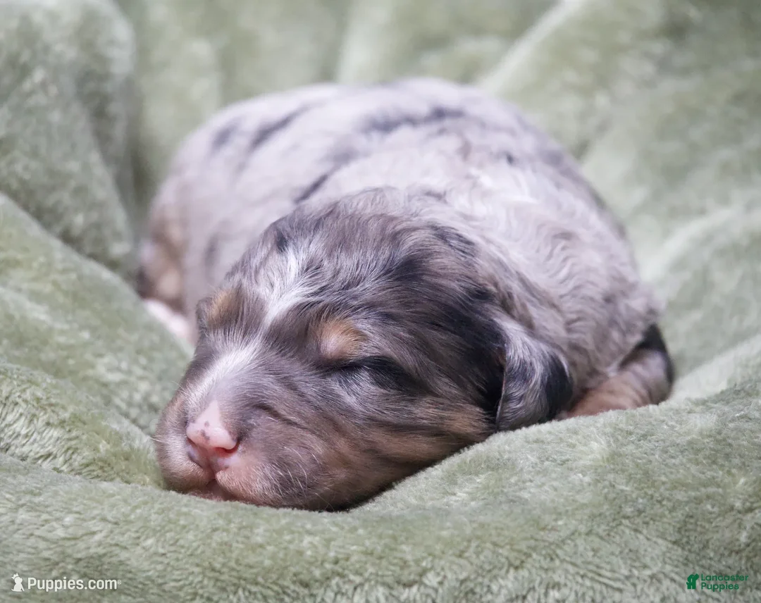 Mini Bernedoodle dogs for sale: Jupiter  - Ad 1