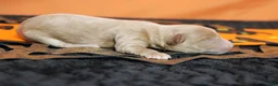 Havapoo dogs for sale: Athos  - Ad 6