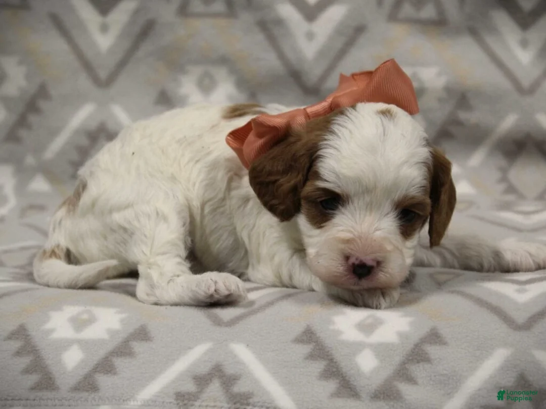 Cavapoo dogs for sale: Texas - Ad 1