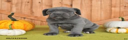 Cane Corso dogs for sale: Clementine - Ad 2