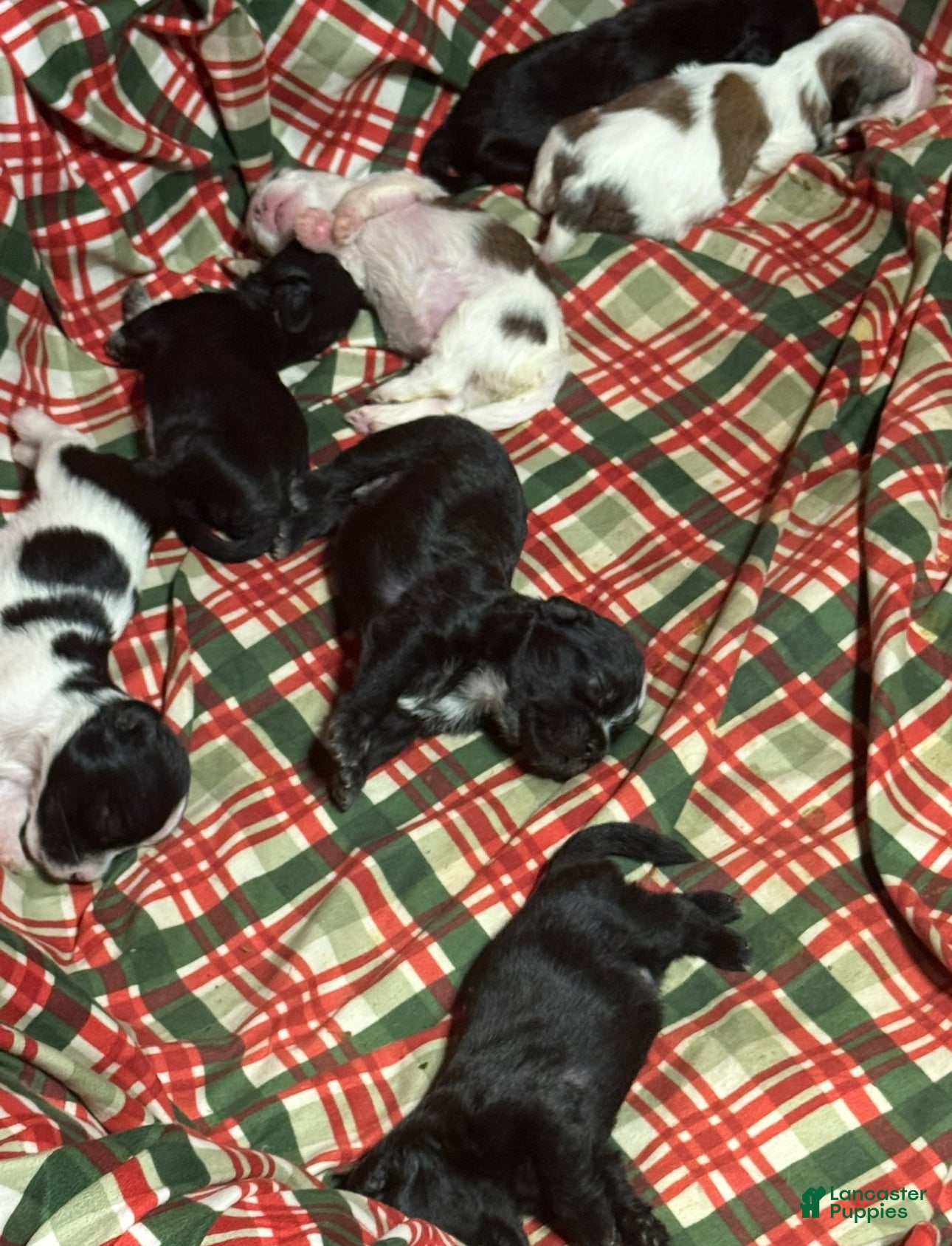 Shihpoo dogs Life - Ad 17