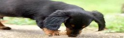 Miniature Dachshund dogs for sale: Jaxx-AKC Black & Tan LH-PRA Clear-DNA/OFA-Sire Prospect - Ad 10