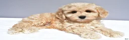 Cavapoo dogs for sale: Lonnie - Ad 6