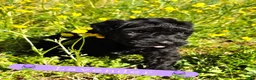 Giant Schnauzer dogs for sale: Giant Schnauzer Lavender - Ad 3