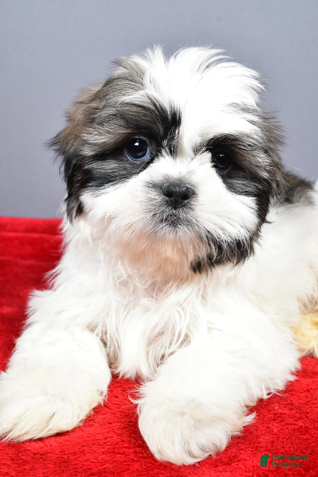 Shih Tzu dogs for sale: Neal - Ad 5