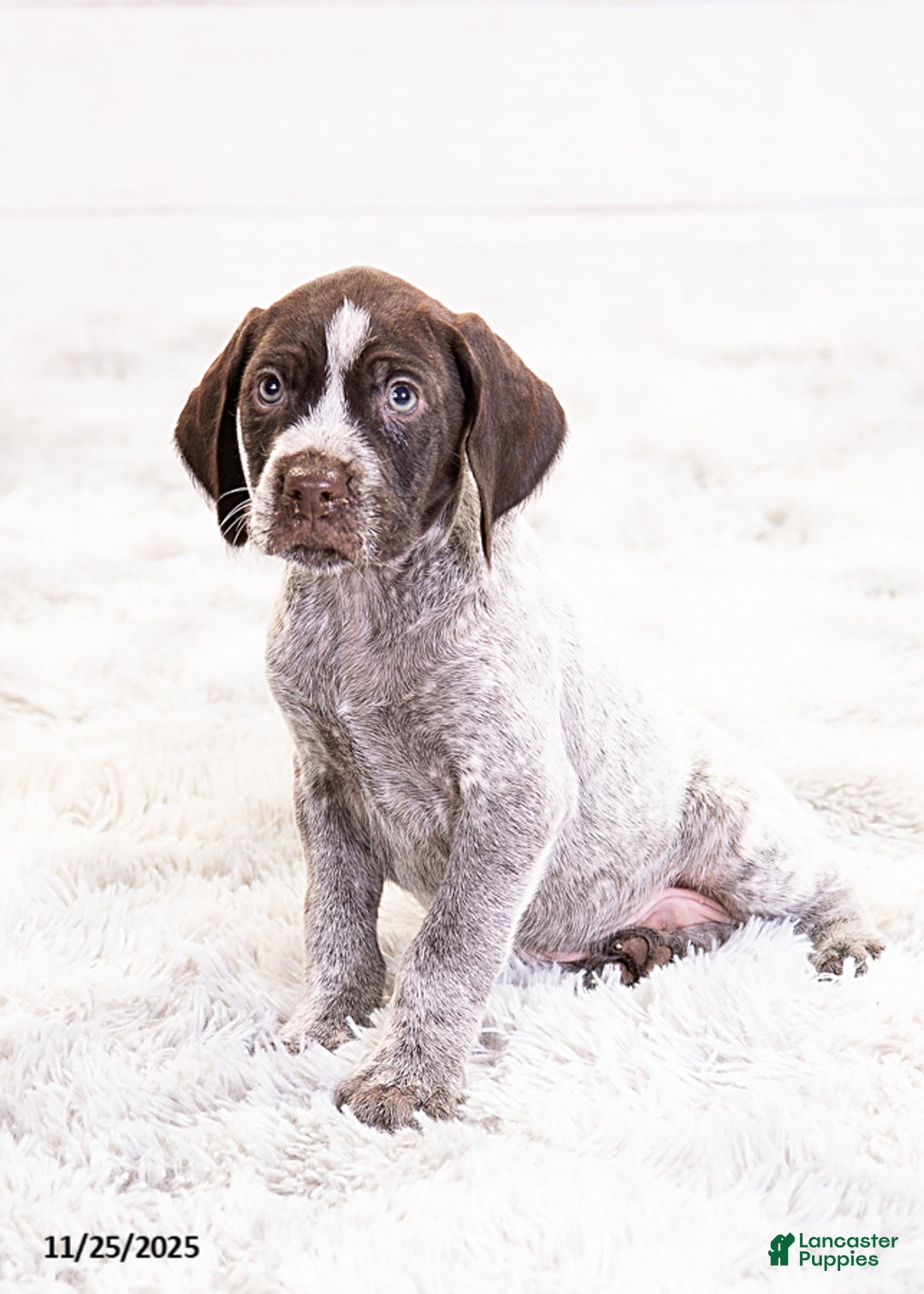 Mixed Breed dogs for sale: River - Ad 2