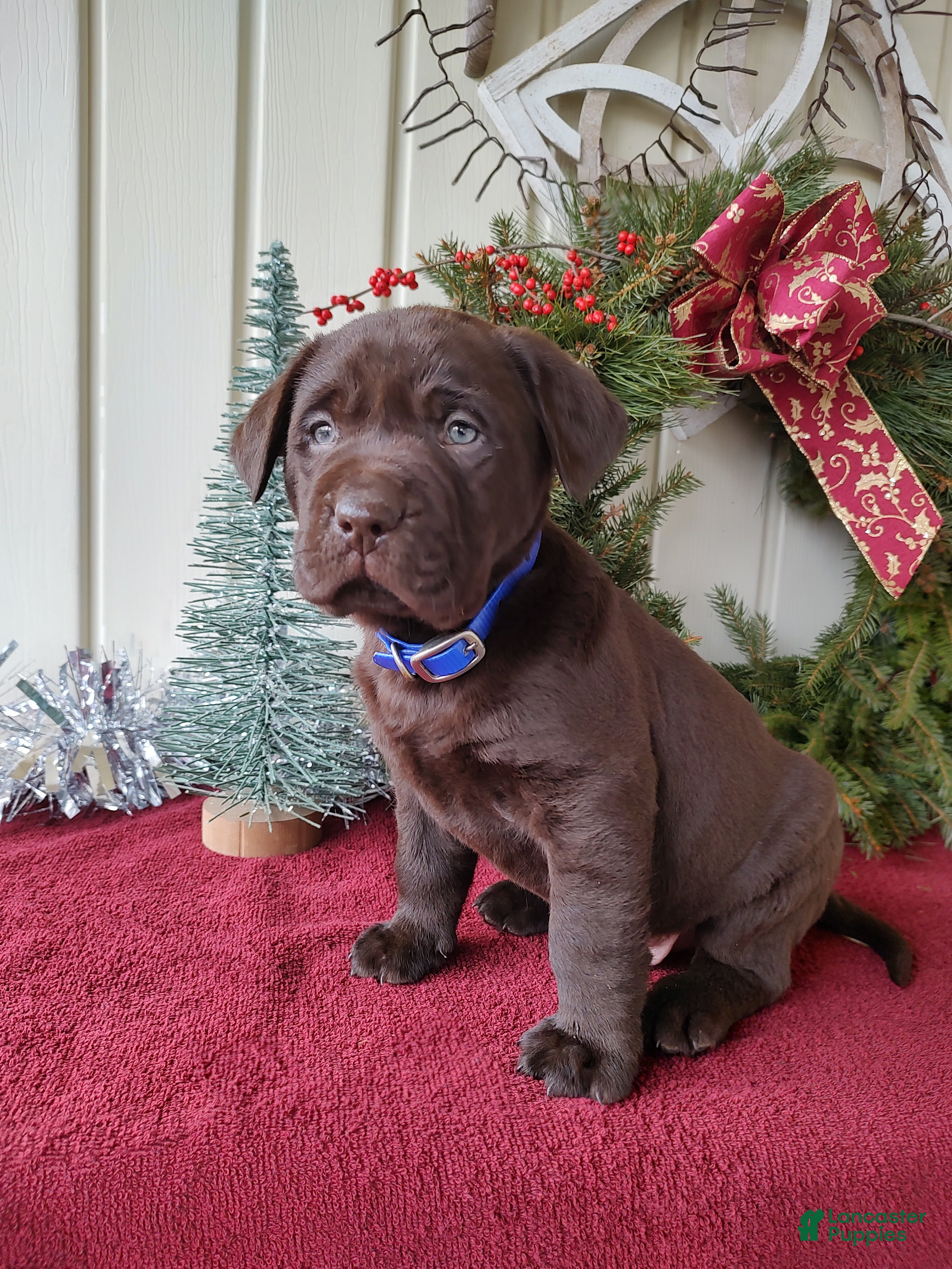 Labrador Retriever dogs for sale: Rugar - Ad 2