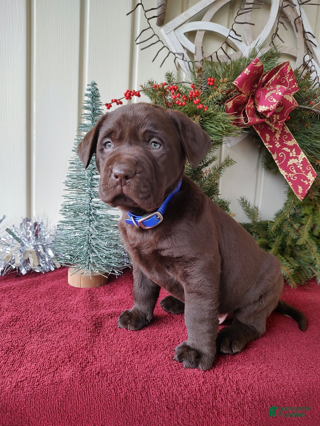 Labrador Retriever dogs for sale: Rugar - Ad 1