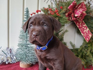 Labrador Retriever dogs for sale: Rugar - Ad 2