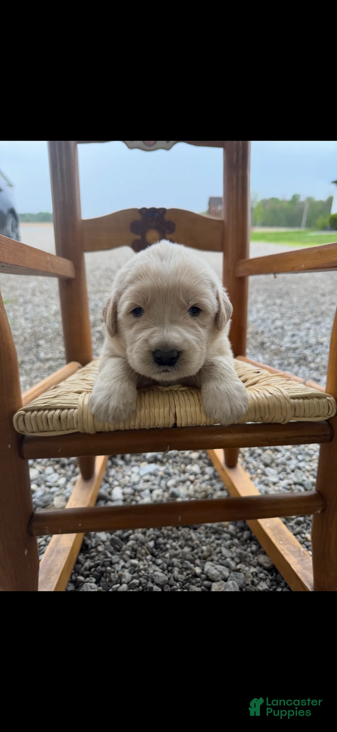 Mixed Breed dogs for sale: Golden Pyrenees- Pink Collar Girl  - Ad 1
