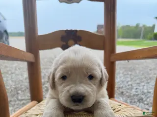 Mixed Breed dogs for sale: Golden Pyrenees- Pink Collar Girl - Ad 3