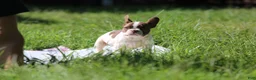 French Bulldog dogs for sale: French Bulldog 3 - Ad 3
