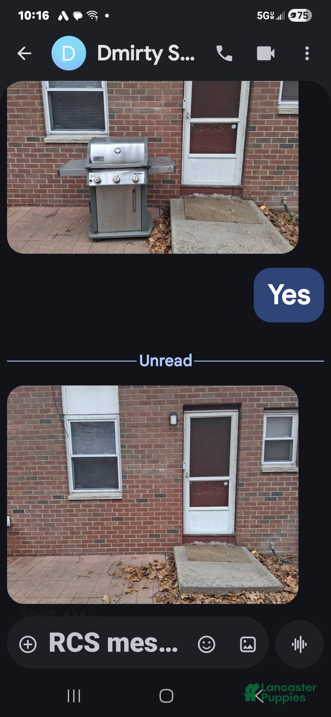 Jack Russell Terrier dogs Jack Russell Terrier Puppy 4 - Ad 1