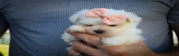 Maltese dogs for sale: Melodie 💕  - Ad 17