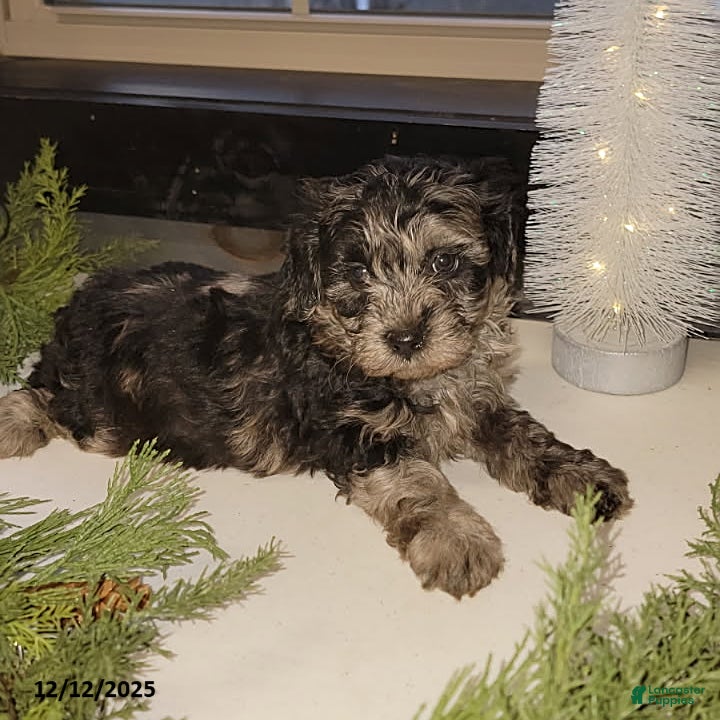 Mixed Breed dogs Trevor - Ad 30