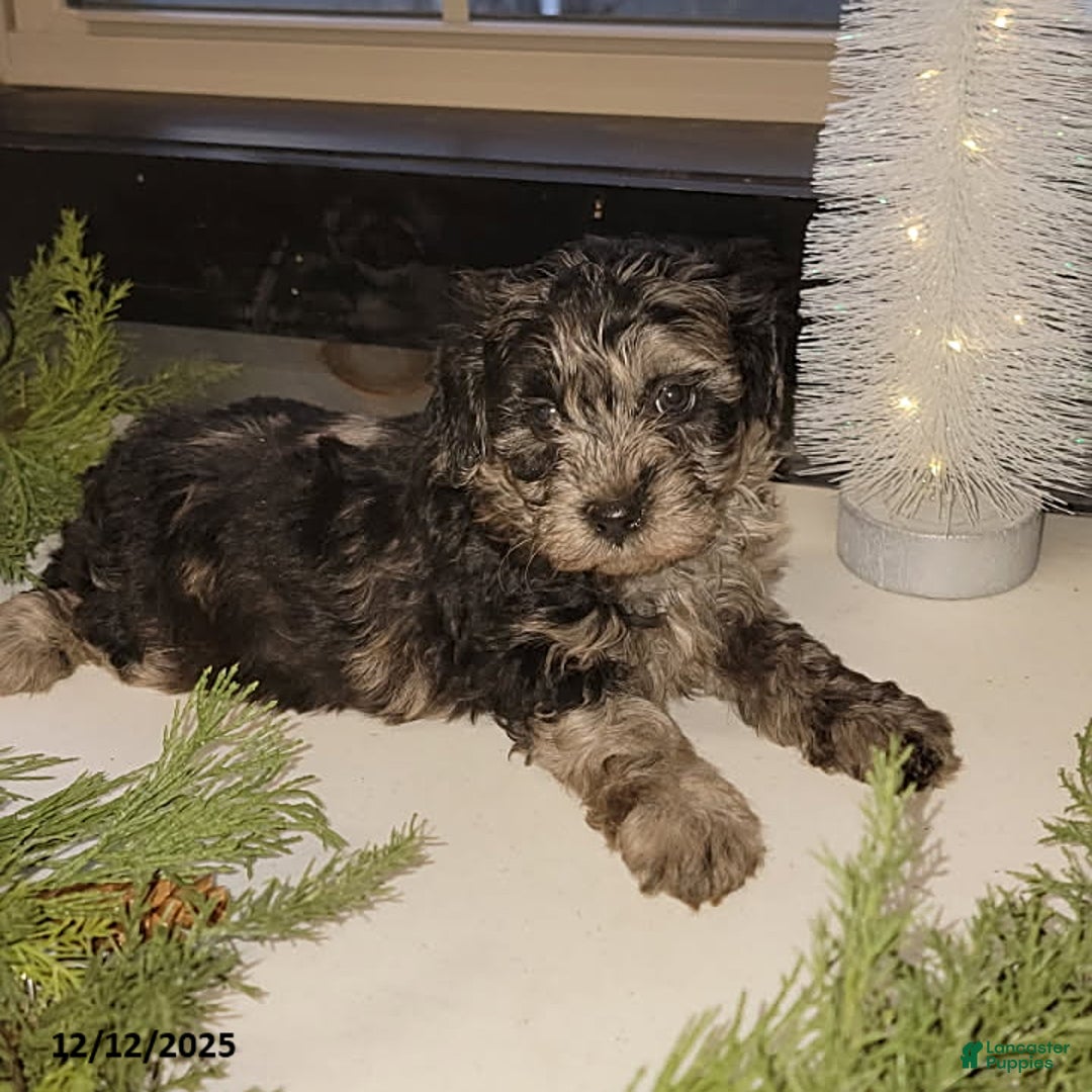 Mixed Breed dogs for sale: Trevor - Ad 1