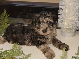 Mixed Breed dogs Trevor - Ad 10