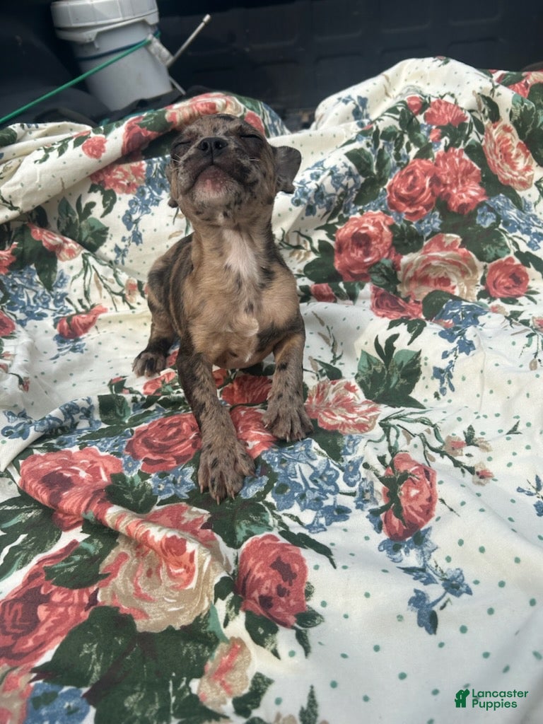French Bulldog dogs Marty - Ad 2