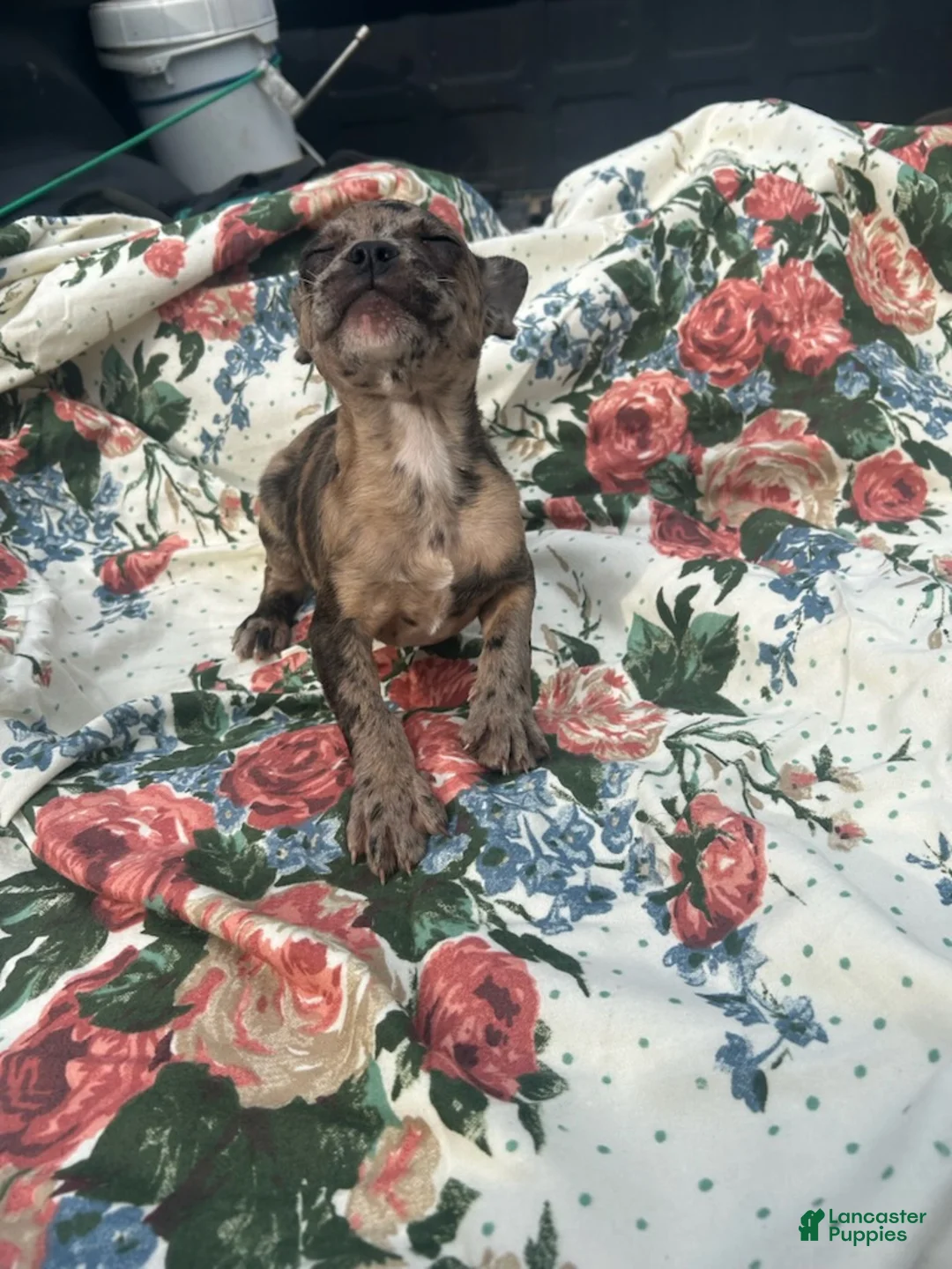French Bulldog dogs for sale: Marty - Ad 1