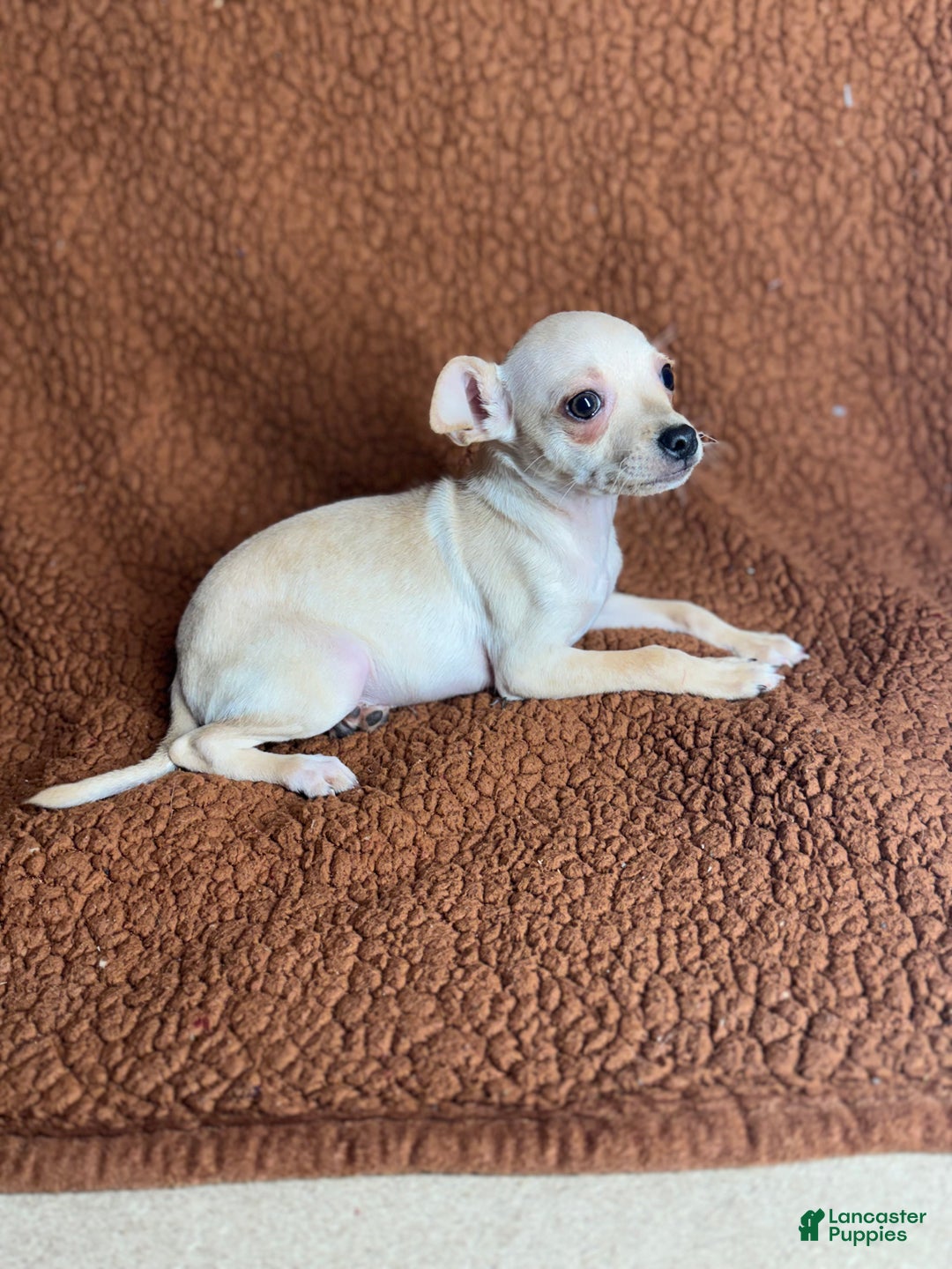 Chihuahua dogs for sale: Chucky - Ad 2
