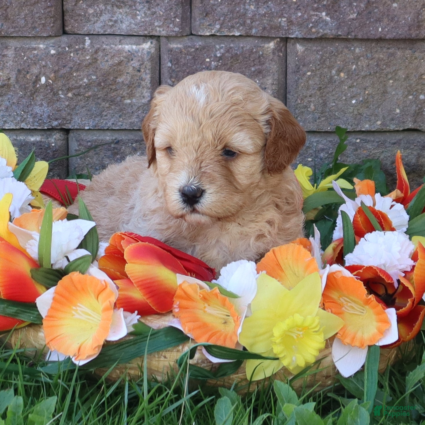 Mini Goldendoodle dogs Dawn - Ad 2