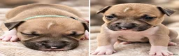 American Bully dogs for sale: Avery - Ad 3