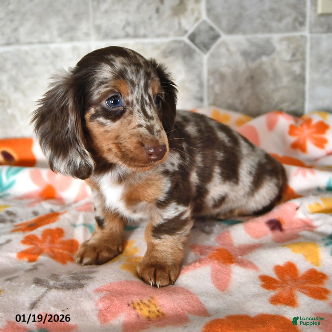 Miniature Dachshund dogs for sale: Hershey - Ad 2