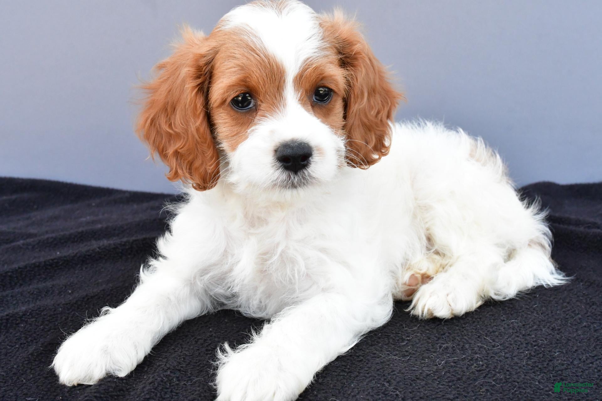 Cavapoo dogs Nora - Ad 2