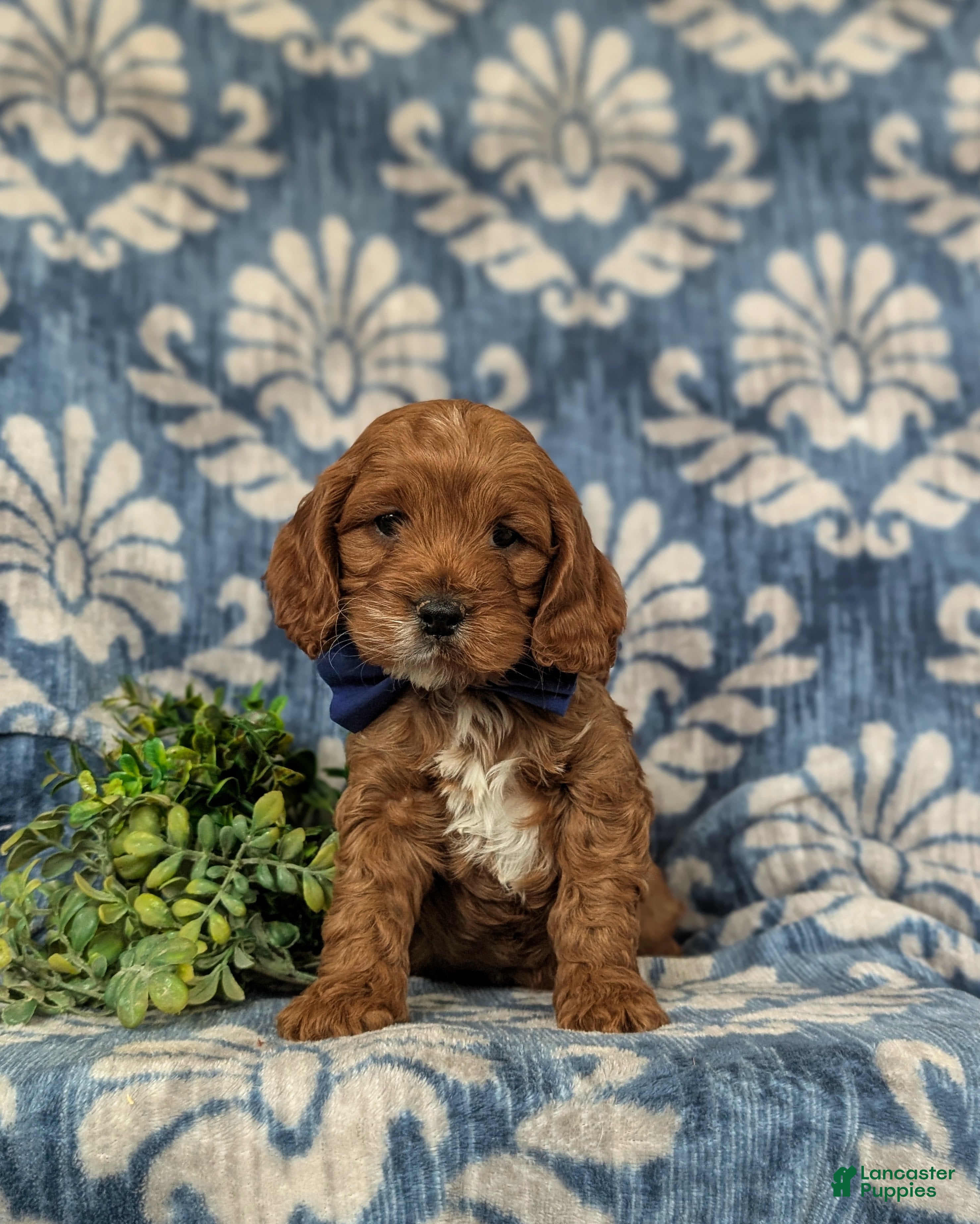 Cockapoo dogs Douglas - Ad 2