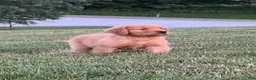 Golden Retriever dogs for sale: Huck - Ad 4
