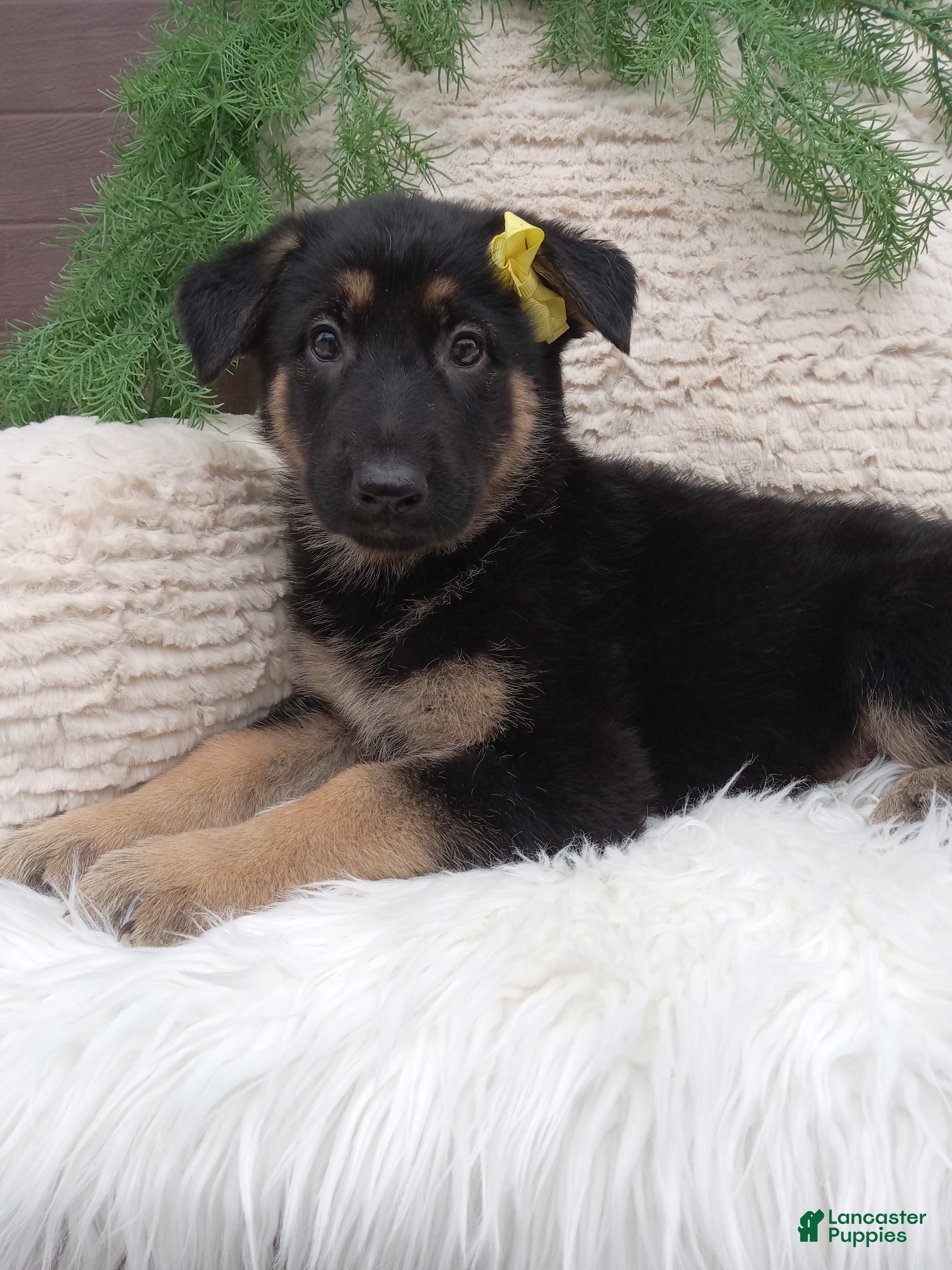 German Shepherd dogs for sale: Bella  - Ad 2