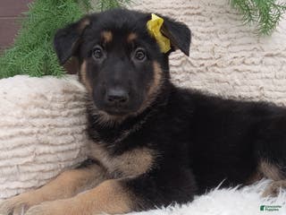 German Shepherd dogs for sale: Bella - Ad 2