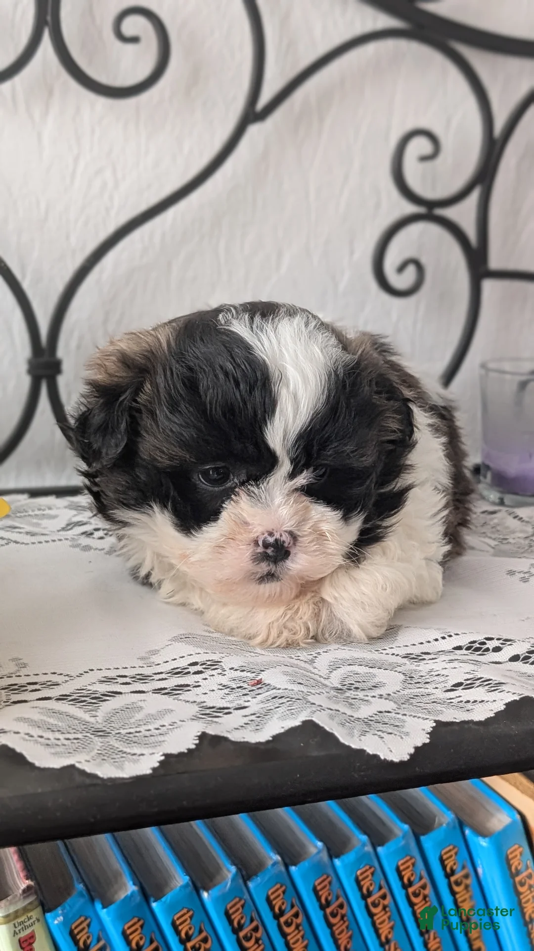 Teddy Bear dogs for sale: Ivy - Ad 7