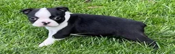 Boston Terrier dogs for sale: Crystal - Ad 4