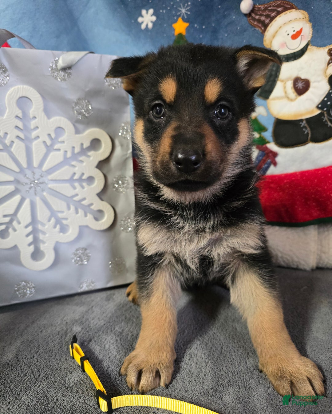 German Shepherd dogs for sale: German Shepherd Puppy Yellow collar - Ad 1