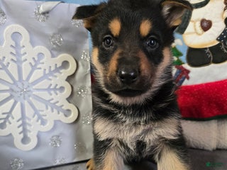 German Shepherd dogs German Shepherd Puppy Yellow collar - Ad 38