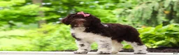 Portuguese Water Dog dogs for sale: Lily - Ad 4