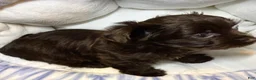 Yorkshire Terrier dogs for sale: Eclipse  - Ad 10